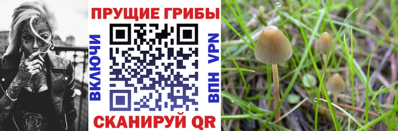 kraken ТОР Лакинск Псилоцибиновые грибы мицелий